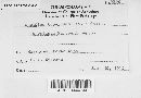 Aecidium tubulosum image