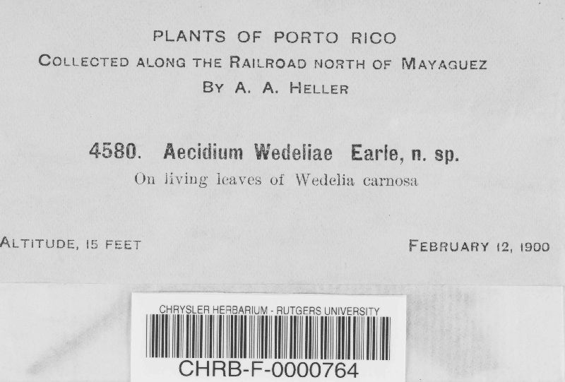 Endophyllum wedeliae image