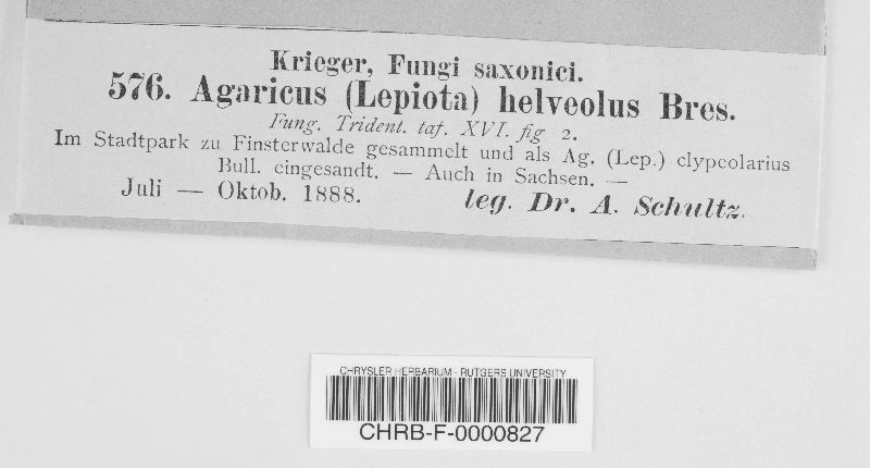 Agaricus helveolus image