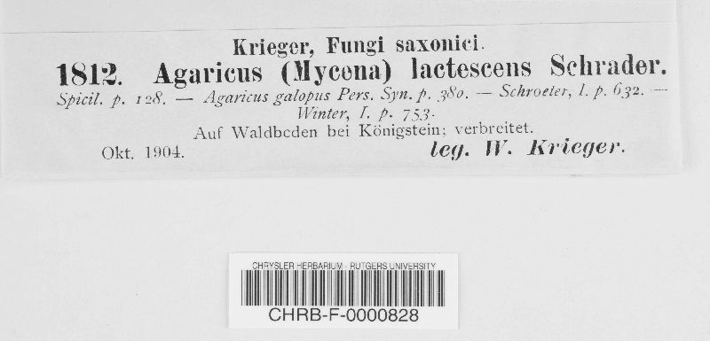 Mycena lactescens image
