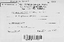 Albugo candida image