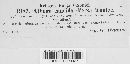 Albugo candida image
