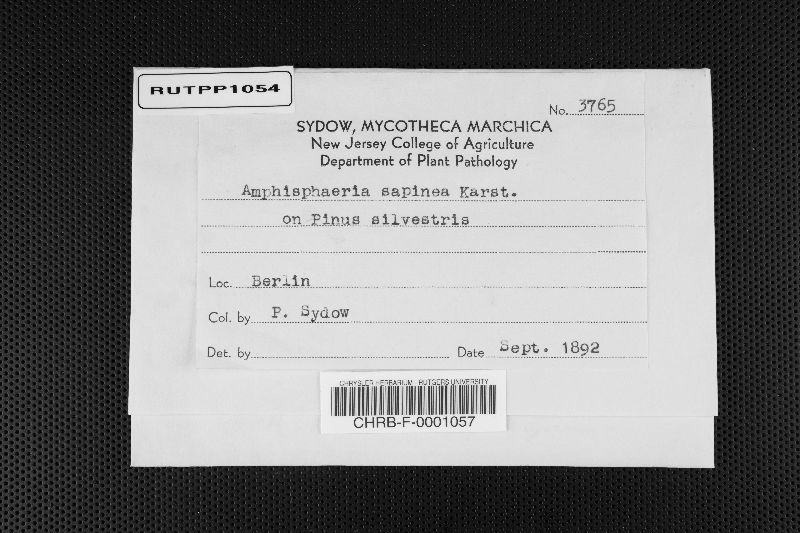 Amphisphaeria sapinea image
