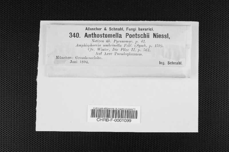 Anthostomella poetschii image