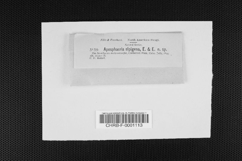 Aposphaeria alpigena image