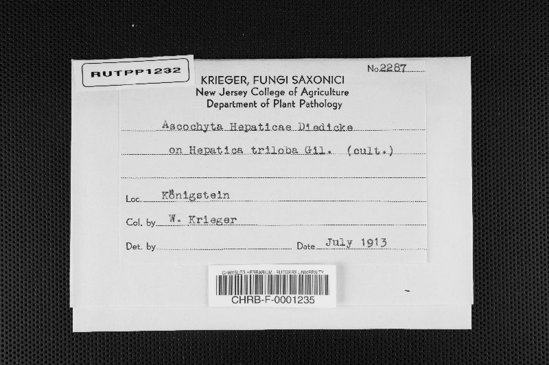 Ascochyta hepaticae image
