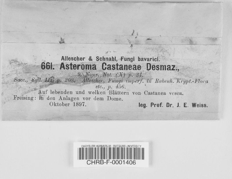 Asteroma castaneae image