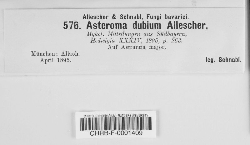 Asteroma dubium image