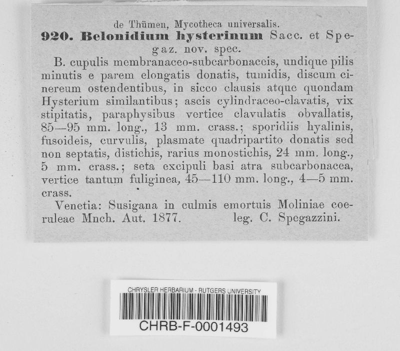 Belonidium hysterinum image