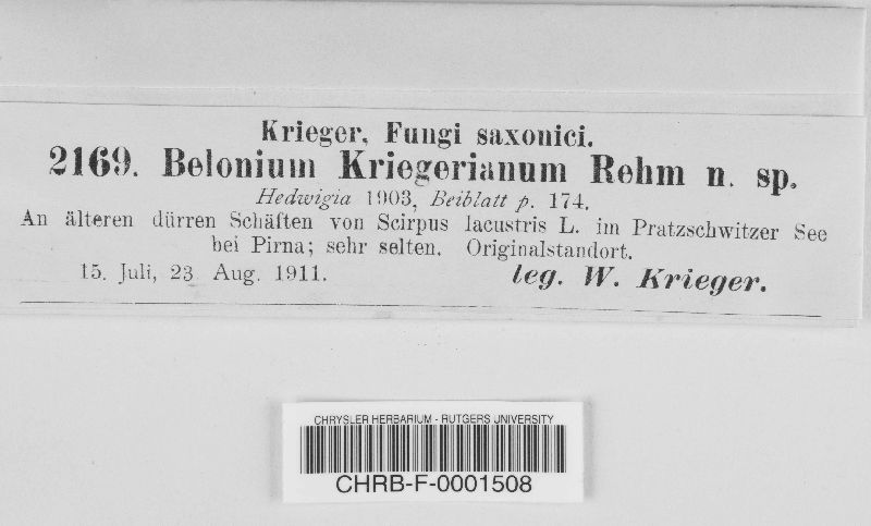 Belonium kriegerianum image