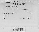 Suillus luteus image