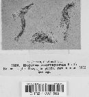 Boletus macroporus image