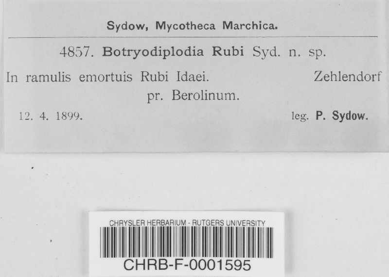 Botryodiplodia rubi image