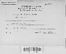 Botrytis cinerea image