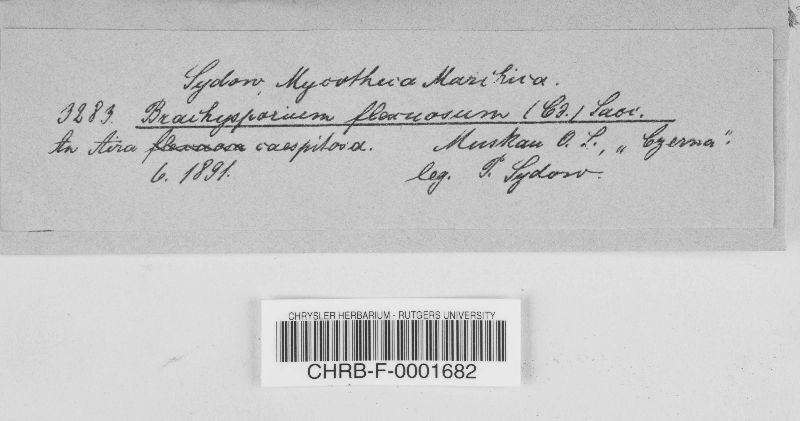 Trichosphaeriaceae image