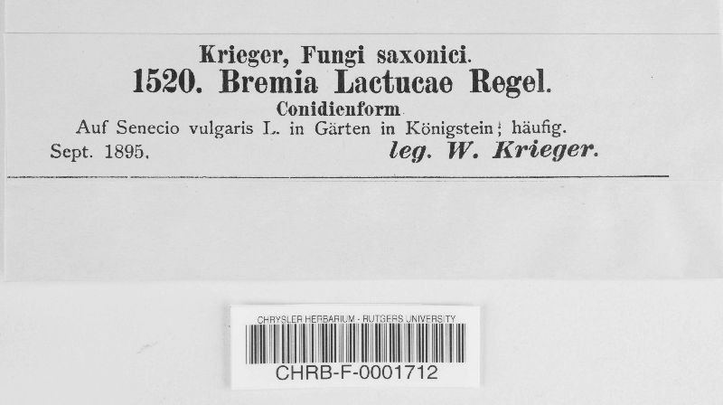 Bremia lactucae image
