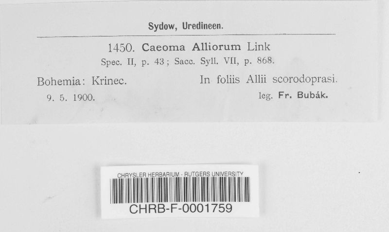 Caeoma alliorum image