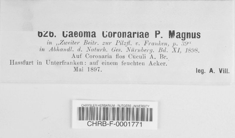 Caeoma coronariae image