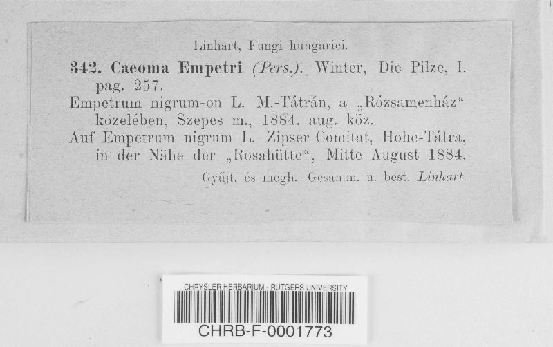 Caeoma empetri image