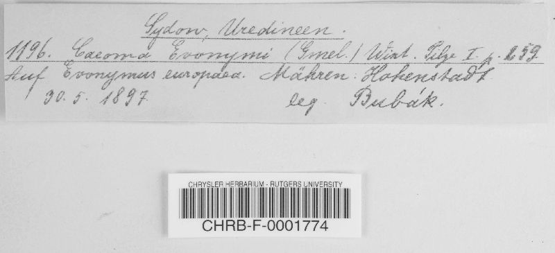 Caeoma euonymi image