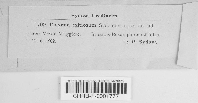 Caeoma exitiosum image