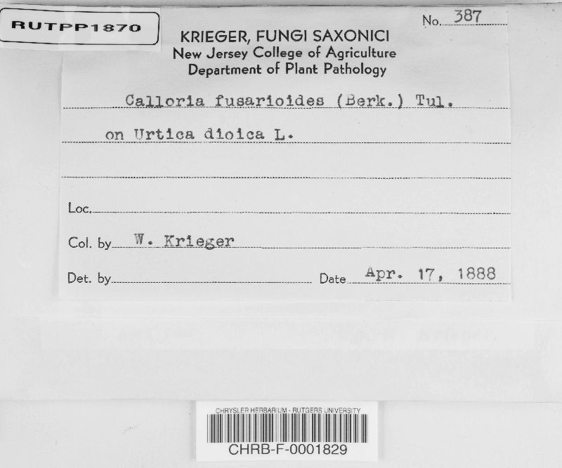 Calloria neglecta image