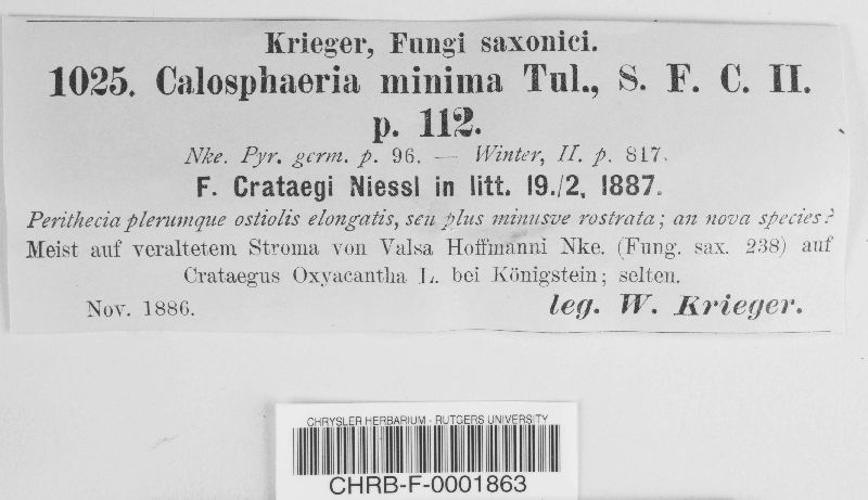 Phaeoacremonium aleophilum image