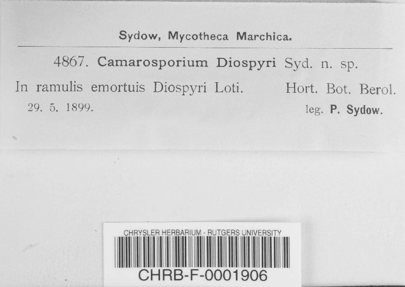 Camarosporium diospyri image