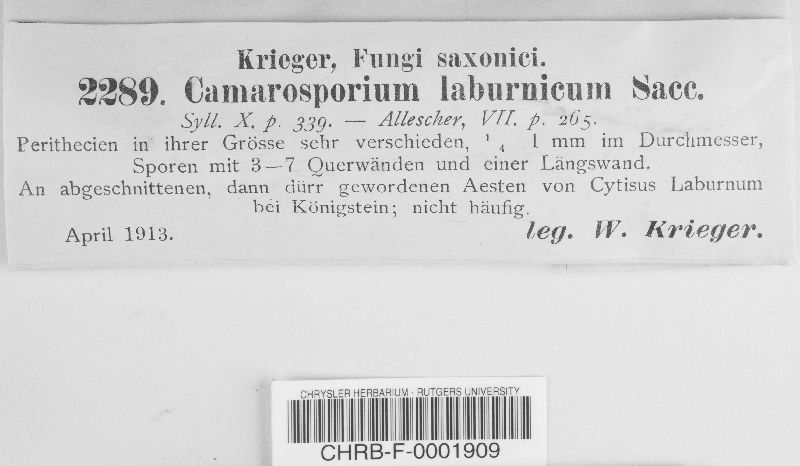 Camarosporium laburnicum image