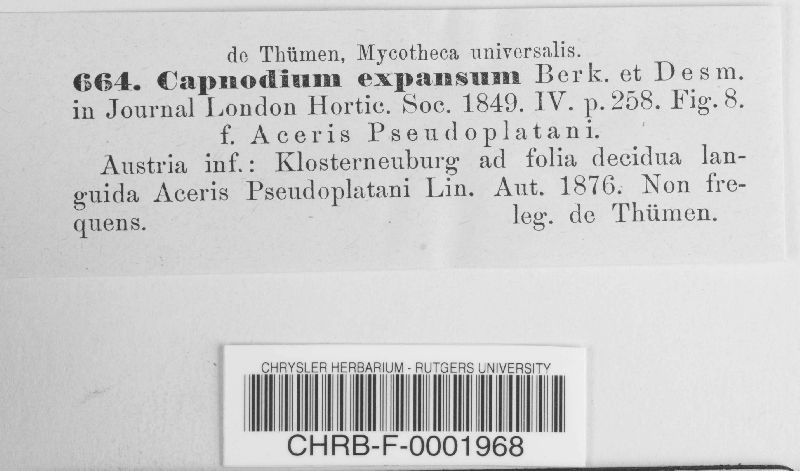 Capnodium expansum image
