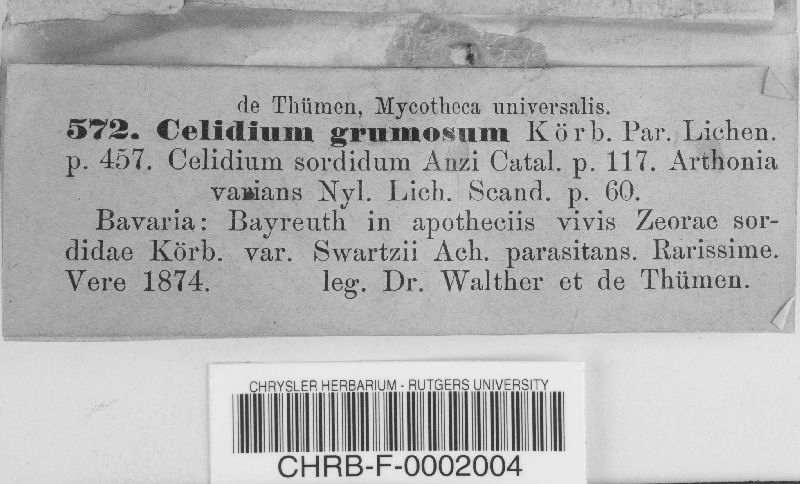 Celidium grumosum image
