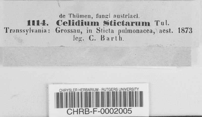 Plectocarpon lichenum image