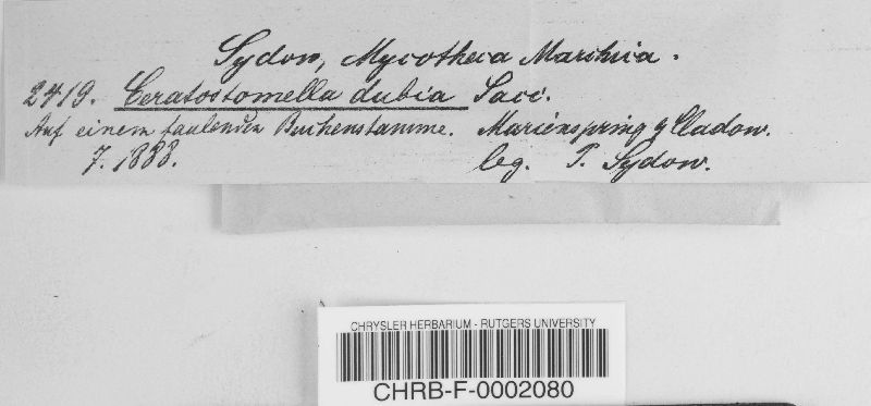 Ceratostomella dubia image