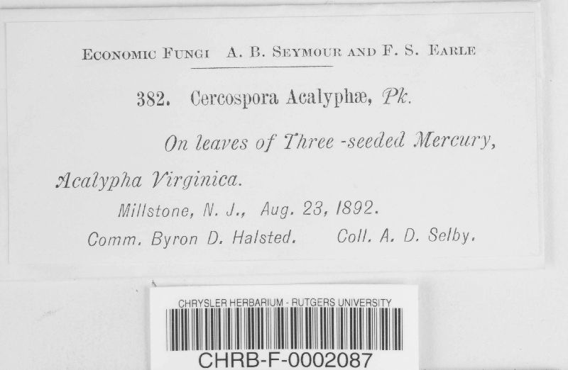 Cercospora acalyphae image