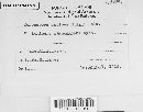Passalora antipus image