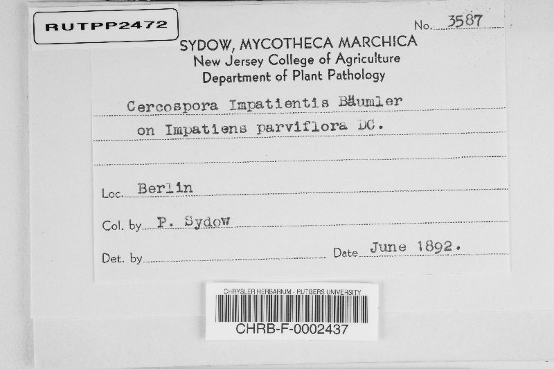 Cercospora impatientis image