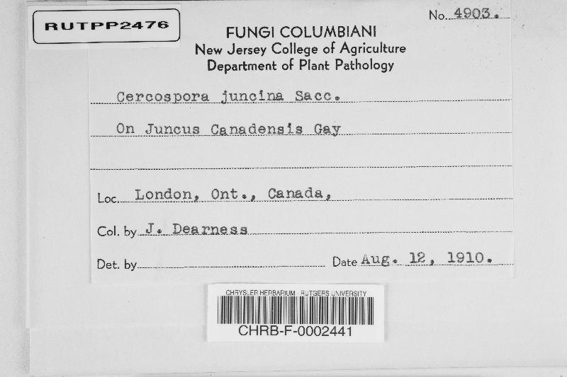 Cercospora juncina image