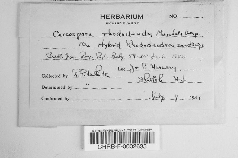 Cercospora rhododendri image