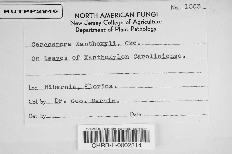 Cercospora xanthoxyli image