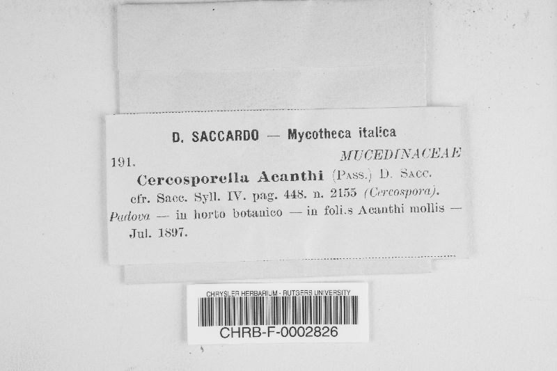 Cercosporella acanthi image