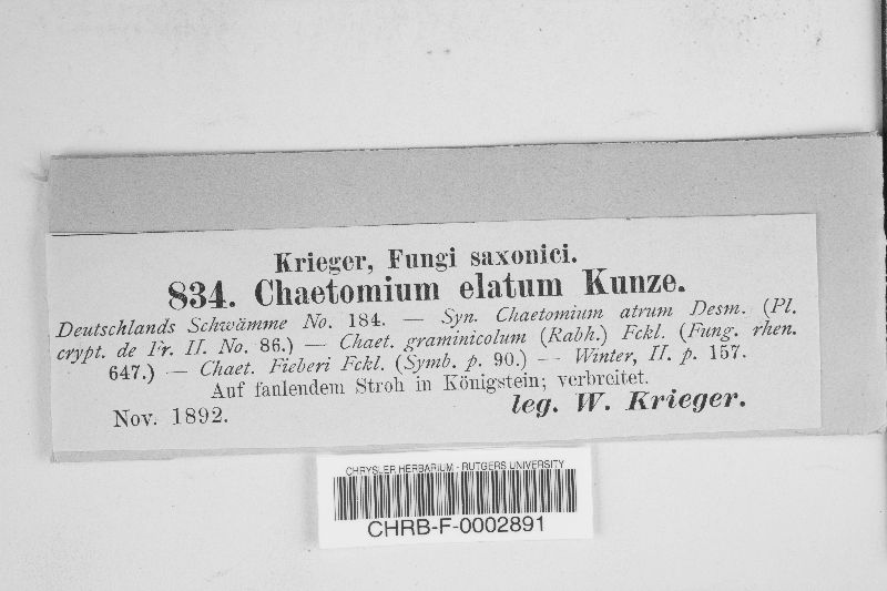 Chaetomium elatum image