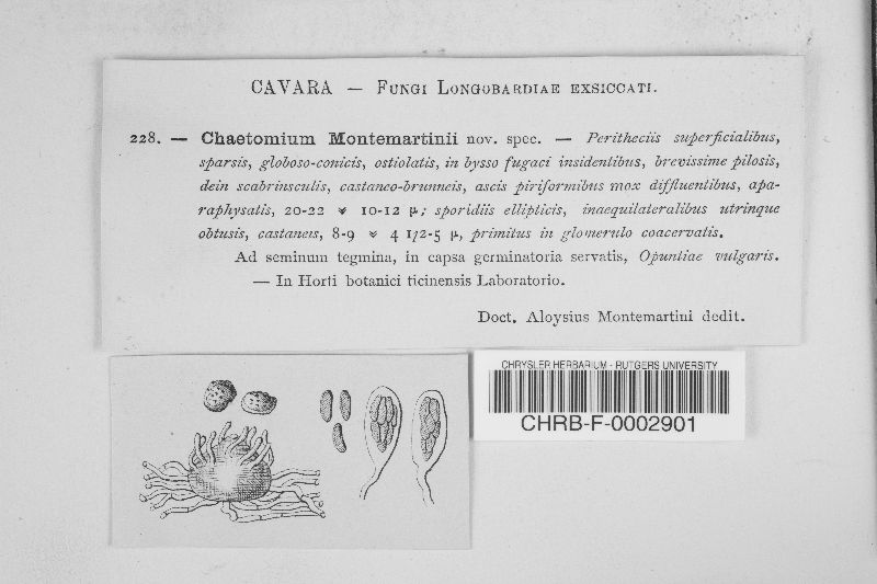 Chaetomium montemartinii image