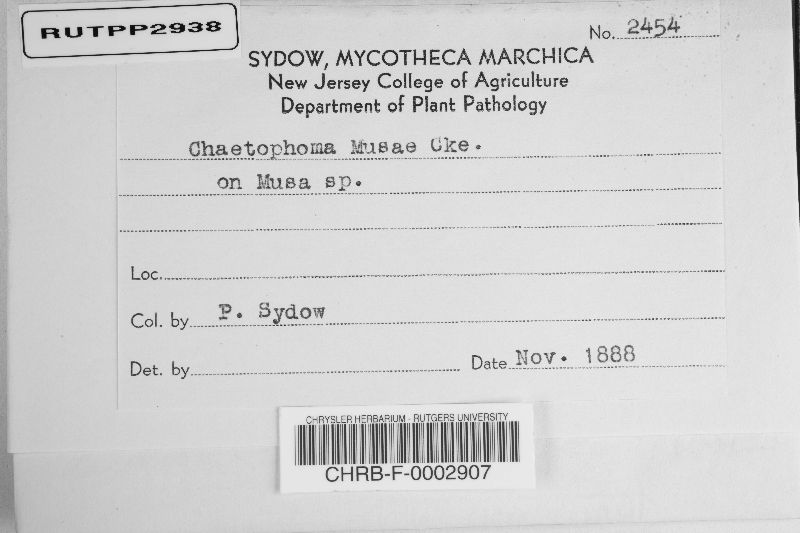 Chaetophoma musae image