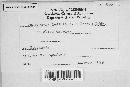 Chrysomyxa ledi image
