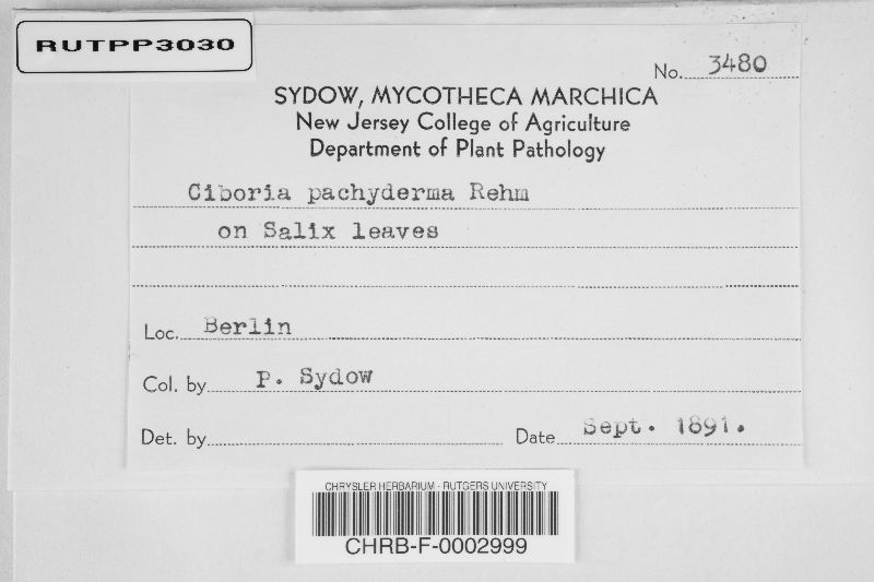 Pycnopeziza pachyderma image