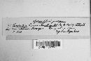 Anthracoidea caricis image