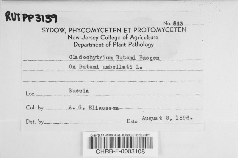 Cladochytrium butomi image