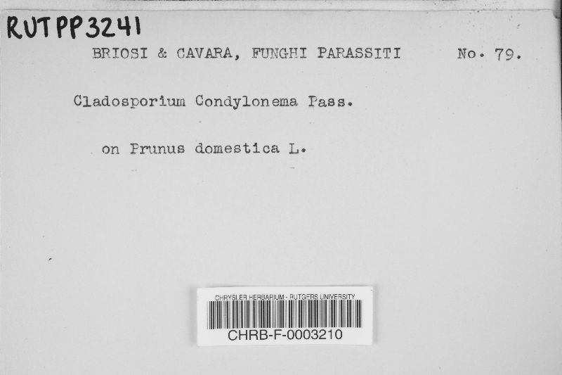 Cladosporium condylonema image