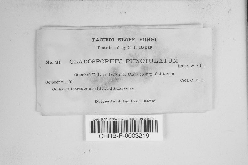 Cladosporium punctulatum image