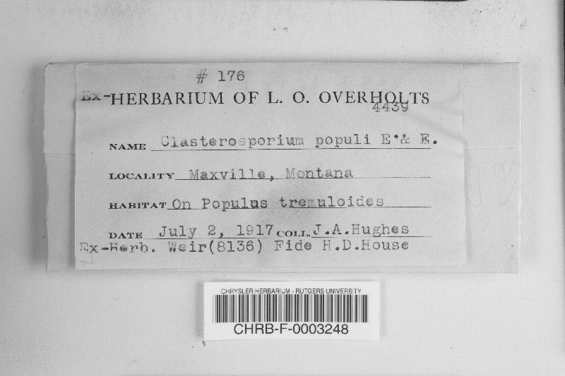 Clasterosporium populi image